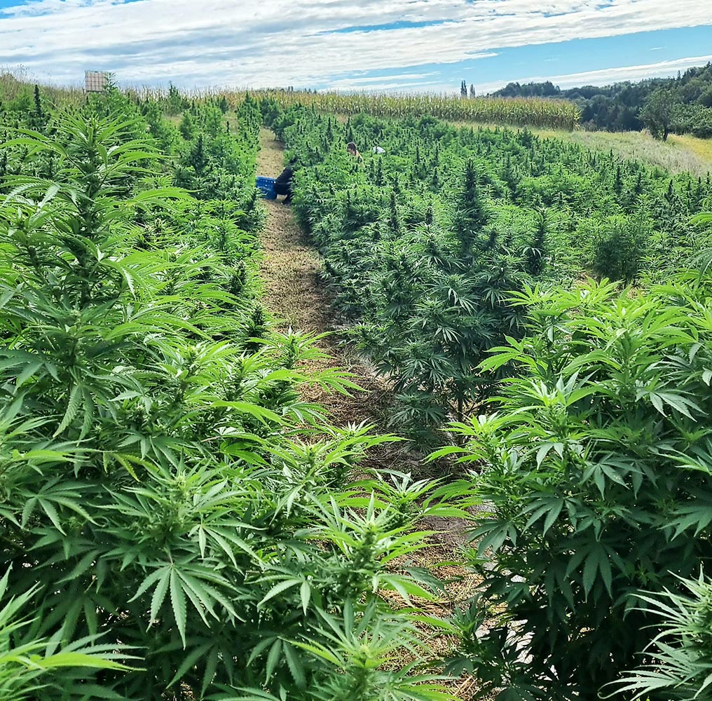 cbd-kapljice-ziveti-brez-stresa-spati-dobro-biti-bolj-umirjen